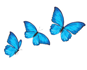 Wall Mural - three blue butterflies