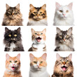 set of cat images, repeatable seamless pattern