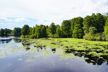 Poster - The winter landscape of Hillsborough river and Lettuce park at Tampa, Florida	