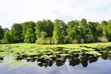 Poster - The landscape of Hillsborough river at Tampa, Florida	