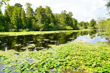 Poster - The landscape of Hillsborough river at Tampa, Florida	