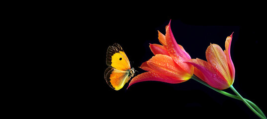 Aufkleber - bright orange butterfly on tulip flowers in water drops isolated on black. copy space