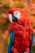 Scarlet macaw ( ara macao)