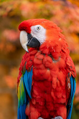 Poster - Scarlet macaw ( ara macao)