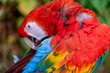 red and yellow macaw ( ara macao)