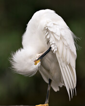 Snowy Egret Bird Close-up Profile View Perched With Blur Green Background. Cleaning Feathers Plumage.  Portrait. Picture. Image. Photo