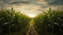 Beautiful Scenic View On Field Of Corn. High Grass Plants And Crops. Blue Sky In The Background. 16:9 Wallpaper. Generative AI