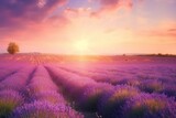 Fototapeta Do przedpokoju - Lavender fields at sunset in vibrant color
