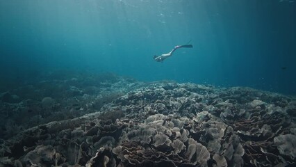 Poster - Woman freediver swims underwater and explores the vivid coral reef in the Komodo National Park in Indonesia