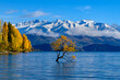 Wanaka tree and Lake Wanaka in autumn, New Zealand
