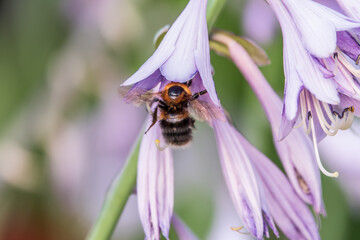 Wall Mural - A honey bee in a flower