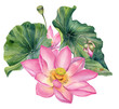 Watercolor lotus flowers, leaves, illustration, botanical, realistic, wedding invitation, decoration, PNG