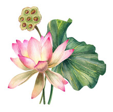 Watercolor Lotus Flowers Leaves Illustration Botanical Wedding Invitation Decoration Isolated  PNG