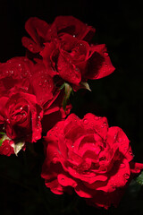 Wall Mural - flower petals in water drops after rain, roses in the garden 