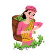 Tea Harvest with Indian Woman Gather Green Leaf in Basket on Plantation Vector Illustration