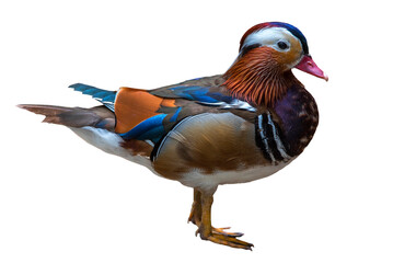 Wall Mural - Mandarin duck on white background