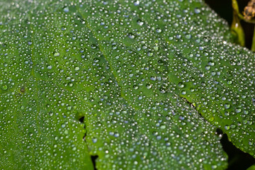 Wall Mural - Large beautiful drops of transparent rain water on a green leaf macro. Drops of dew in the morning glow in the sun. Beautiful leaf texture in nature. Natural background