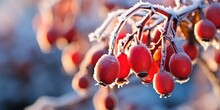 Close Up Of Ripe Frozen Red Rosehip( Rosa Canina) In Winter With Ice Crystals