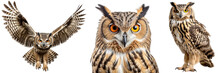 Eagle Owl Collection (portrait, Standing, Flying), Animal Bundle Isolated On A White Background As Transparent PNG