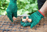 Fototapeta  - Close up gardener hand is seeding shallot bulbs in seedling tray in garden. Concept, agricultural activity. Gardening process in agriculture works.   