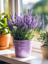 Purple Lavender Plant In A Pot At Home On Window Sill, With Sunlight