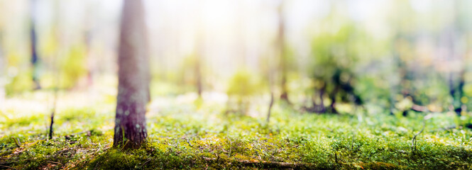  Green forest bokeh panorama
