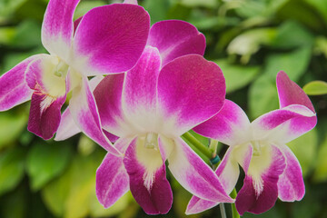 Beautiful purple Orchids with out of focus greenery in background