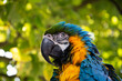 Ara parrot tropical bird Macaw