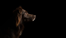 Brown Australian Shepherd Aussie Dog Profile Head Portrait On A Black Background In The Studio