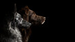 © Oszkár Dániel Gáti - brown australian shepherd aussie and a hungarian mudi shepherd dog profile head portrait on a black background in the studio