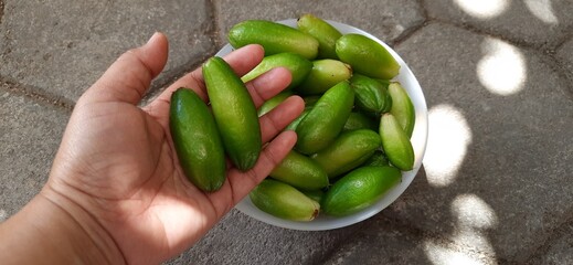 Harvest pile Averrhoa bilimbi or Bilimbi fruits or Belimbing wuluh or belimbing sayur plants. In indonesia use as ingredient cooking