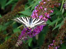 The Scarce Swallowtail Butterfly (Iphiclides Podalirius) On The Flowers Of The Invasive Plant Summer Lilac (Buddleja Davidii)