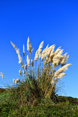 Poster - The invasive pampas grass plant (Cortaderia selloana) is native to South America