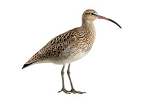 The Isolated Curlew On Isolated Background