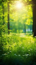 Picturesque Photo Of A Field Or Meadow: Summer Beautiful Spring Perfect Natural Landscape Background, Defocused Blurred Green Trees In Forest With Wild Grass And Sun Beams