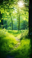 Picturesque photo of a field or meadow: Summer Beautiful spring perfect natural landscape background, defocused blurred green trees in forest with wild grass and sun beams