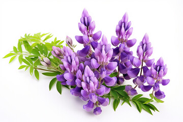 Wall Mural - Lupin flowers on white background