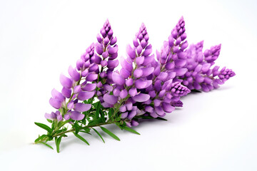 Wall Mural - Lupin flowers on white background