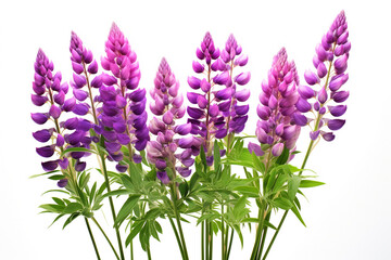 Wall Mural - Lupin flowers on white background