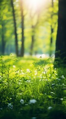 Picturesque photo of a field or meadow: Summer Beautiful spring perfect natural landscape background, defocused blurred green trees in forest with wild grass and sun beams