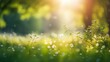 Picturesque photo of a field or meadow: Summer Beautiful spring perfect natural landscape background, defocused blurred green trees in forest with wild grass and sun beams