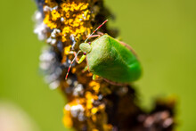Green Shield Or Stink Bug (Palomena Prasina) Is A European Shield Bug Species In The Family Pentatomidae. Macro Close Up Of Colorful Insect On A Branch With Yellow Lichen In Garden In Germany.