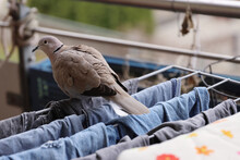 Turtle Dove Walking Over The Clothes Hanging On The Balcony Cloth Dryer. Urban Wildlife. Birds In The City. Pigeon On The Balcony Looking For Food. Jeans And T-shirts Are Hanging On The Cloth Dryer.