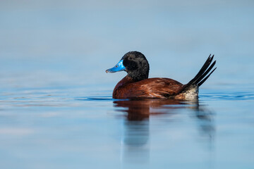 Wall Mural -  Lake Duck in Pampas Lagoon environment, La Pampa Province, Patagonia , Argentina.