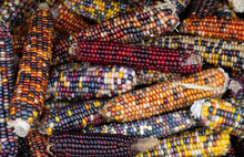 Corn Cobs Of Different Colors And With Colorful Corn Kernels Lie On Top Of Each Other And Form A Background.