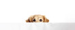 Golden retriever dog peeks behind a white poster on a white background. Free space for product placement or advertising text.