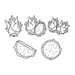 Wall Mural - hand drawn set of dragon fruit on a white background. vector illustration