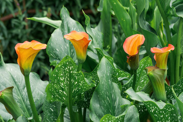 beautiful red calla flower close-up on a green natural background