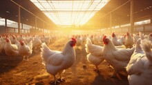 Poultry Farm With Chicken. Husbandry, Housing Business For The Purpose Of Farming Meat, White Chicken Farming Feed In Indoor Housing.