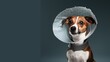 Dog jack russell terrier in a blanket and a conical collar after surgery on a gray background. Copy space.